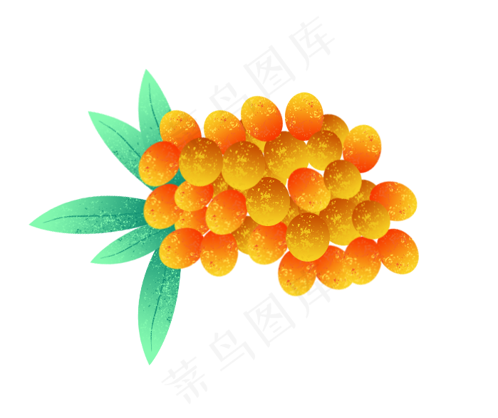 沙棘果实物图(699X588(DPI:72))psd模版下载
