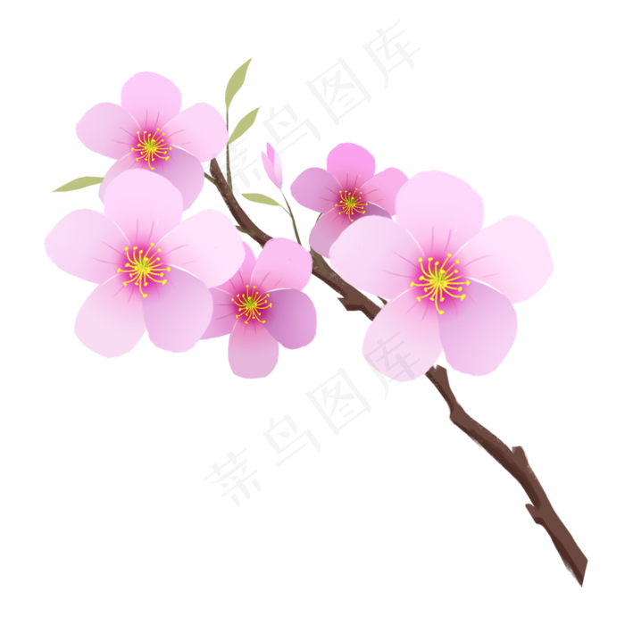 漂亮的樱花和花苞
