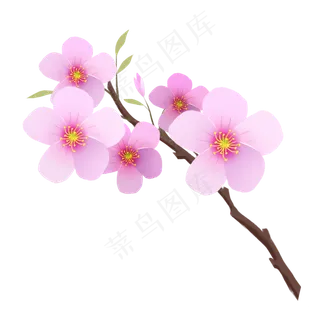 漂亮的樱花和花苞