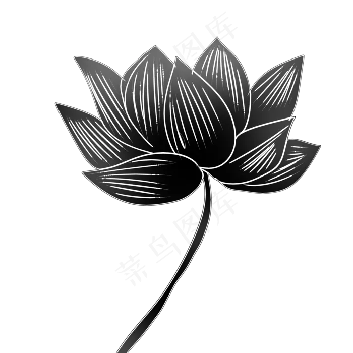 美丽的黑色荷花(2000X2000(DPI:299))psd模版下载