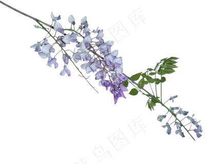 免抠紫藤花素材下载