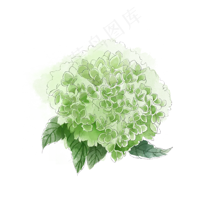 淡绿*花绣球花唯美梦幻花卉P(2000X2000(DPI:300))psd模版下载
