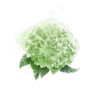 淡绿*花绣球花唯美梦幻花卉P