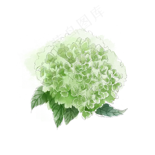 淡绿*花绣球花唯美梦幻花卉P
