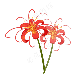 水彩中国风红色彼岸花透明底免抠