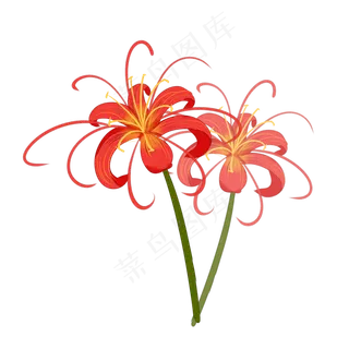 水彩中国风红色彼岸花透明底免抠