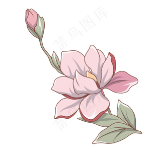 粉色荷花卡通