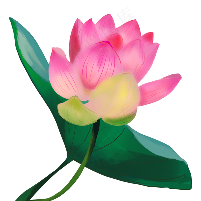 荷花花朵花卉植物