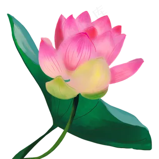 荷花花朵花卉植物