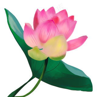 荷花花朵花卉植物