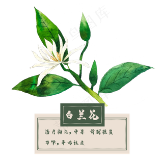 花类中草药花朵白玉兰春夏
