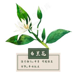 花类中草药花朵白玉兰春夏