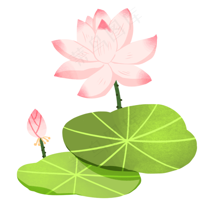 漂亮荷花插画