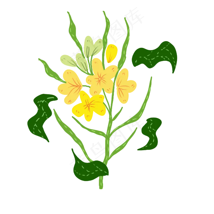 美丽绽放的油菜花(3000X3000(DPI:299))psd模版下载