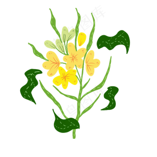 美丽绽放的油菜花