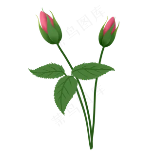 玫瑰花蕾