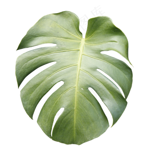 龟背竹叶子,免抠元素