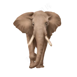 可爱动物非洲象抵制象牙,免抠元素