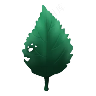 一片绿色写实树叶