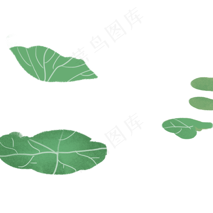 美丽的荷花叶子