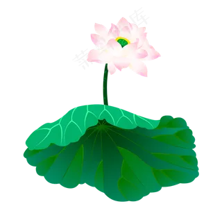 可商用高清精品莲花荷叶