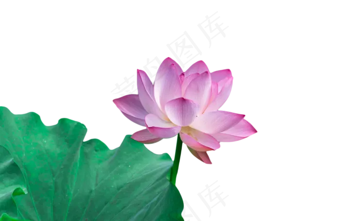 荷花荷叶(2000X1300(DPI:300))psd模版下载