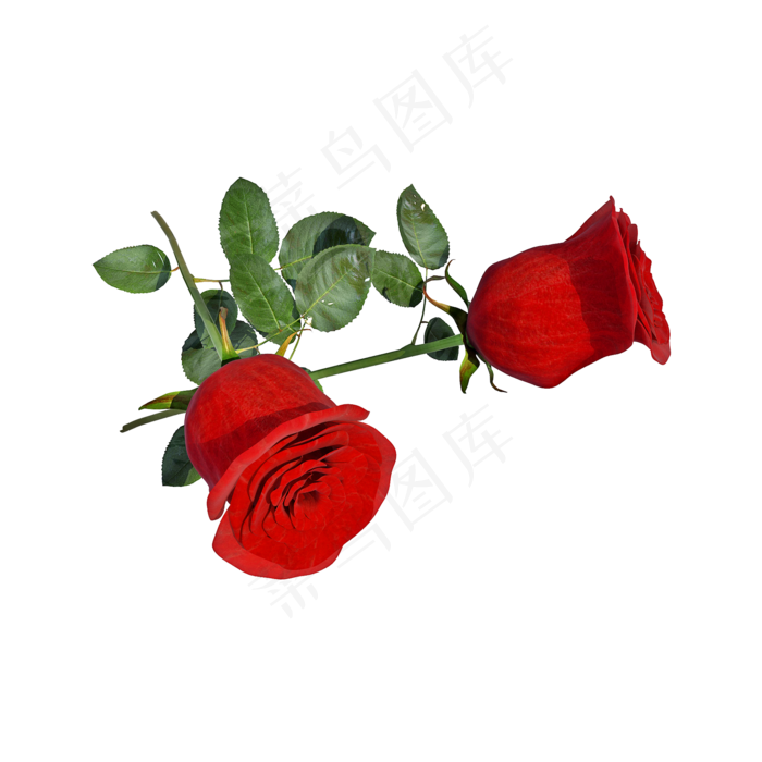 红色玫瑰png图