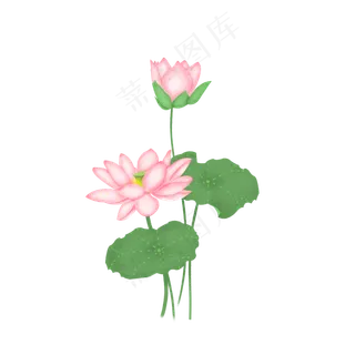 夏季节气荷花荷叶