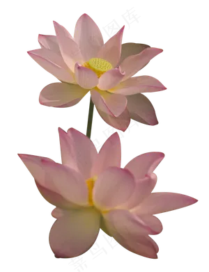 粉色荷花