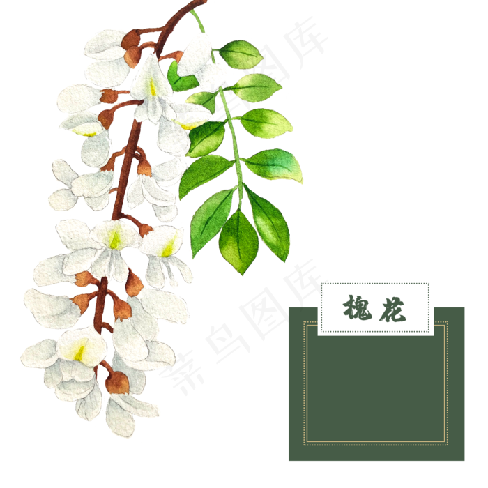 花类中草药槐花水彩槐树,免抠元素(2500X2500(DPI:300))psd模版下载