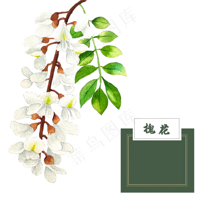 花类中草药槐花水彩槐树,免抠元素(2500X2500(DPI:300))psd模版下载