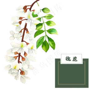 花类中草药槐花水彩槐树,免抠元素
