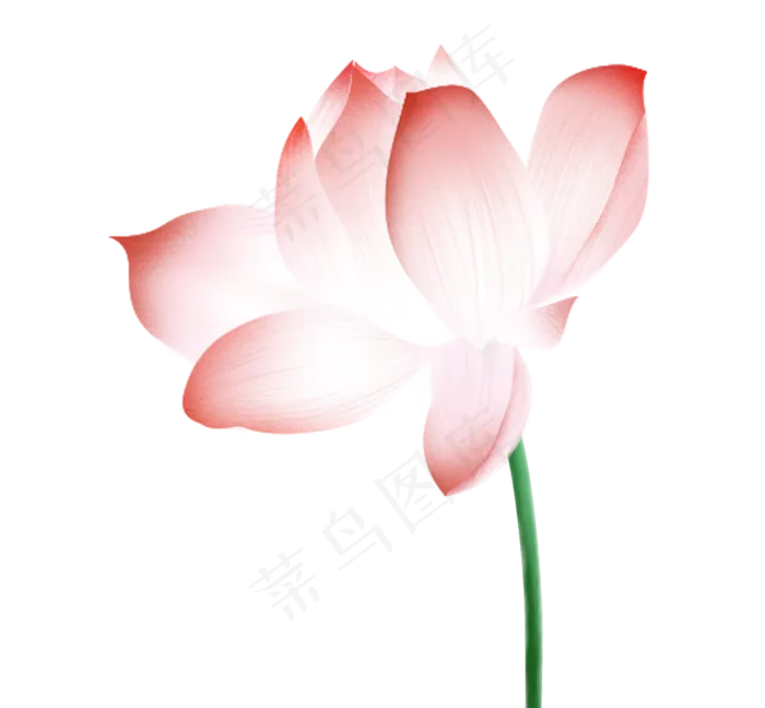 一朵荷花(1177X1090(DPI:300))psd模版下载