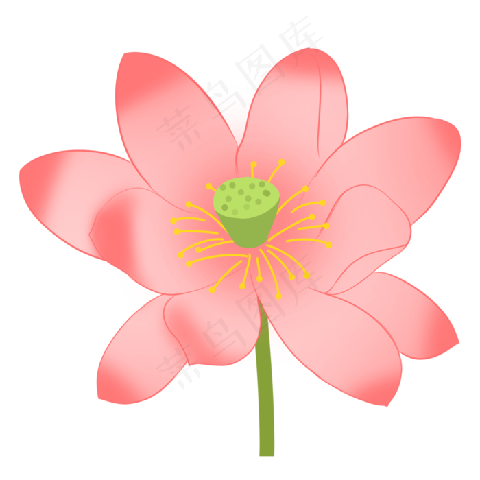 粉色植物荷花插画