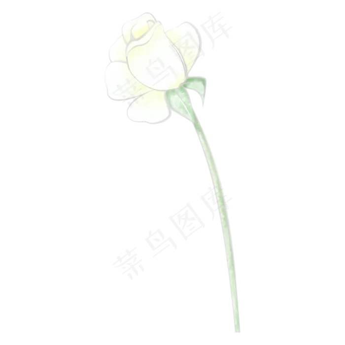 白色玫瑰(2000X2000(DPI:300))psd模版下载