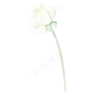白色玫瑰
