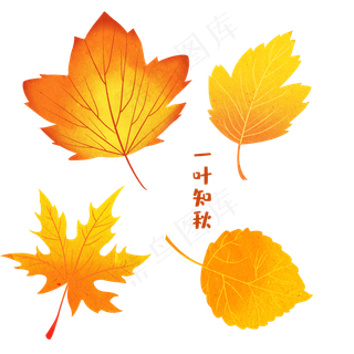 秋天枫叶四片素材
