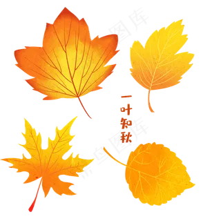 秋天枫叶四片素材