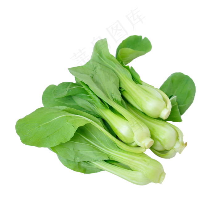 四把小油菜(2000X2000(DPI:300))