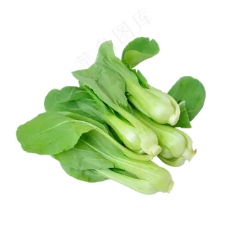 四把小油菜 四把小油菜