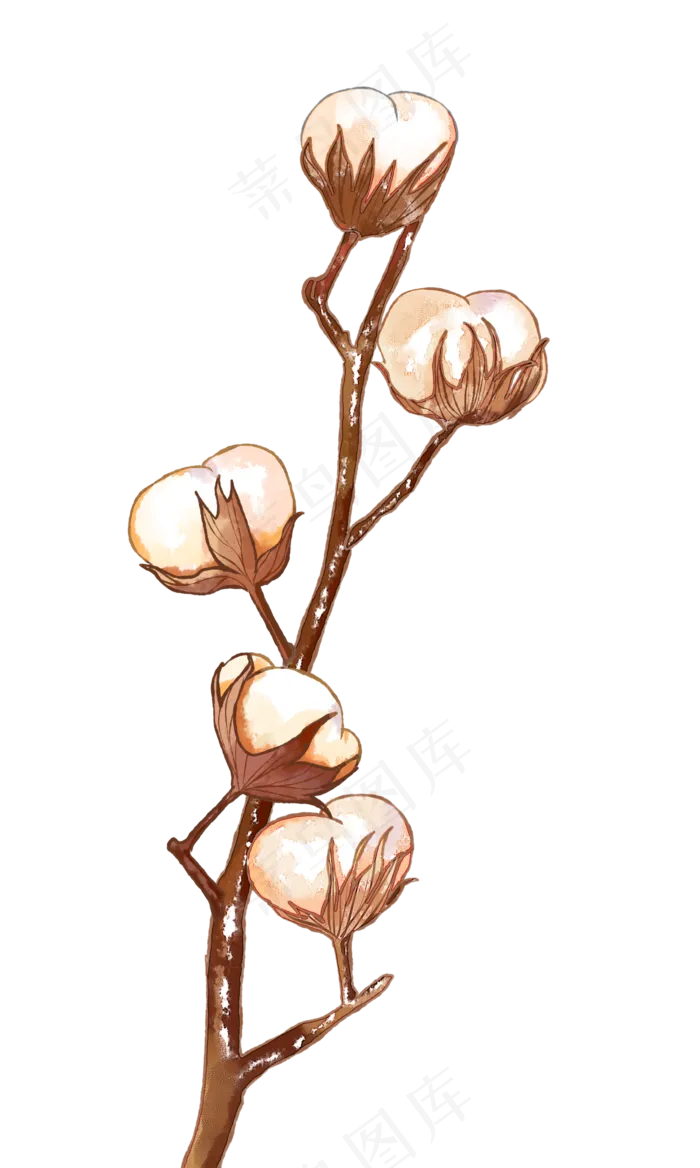 寒露节气之棉花(2620X4373(DPI:300))psd模版下载