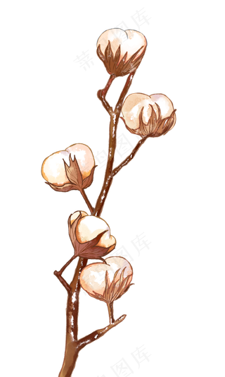 寒露节气之棉花