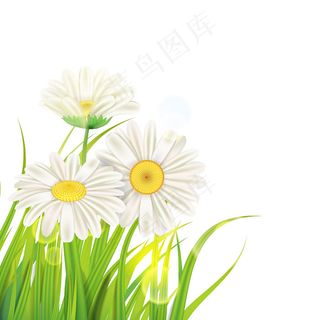 新鲜绿草上的春天雏菊