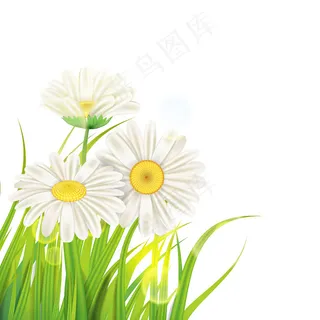 新鲜绿草上的春天雏菊