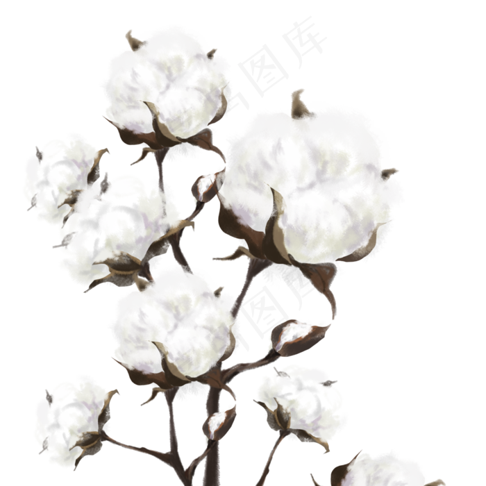 寒露成熟棉花(3545X5315(DPI:300))psd模版下载