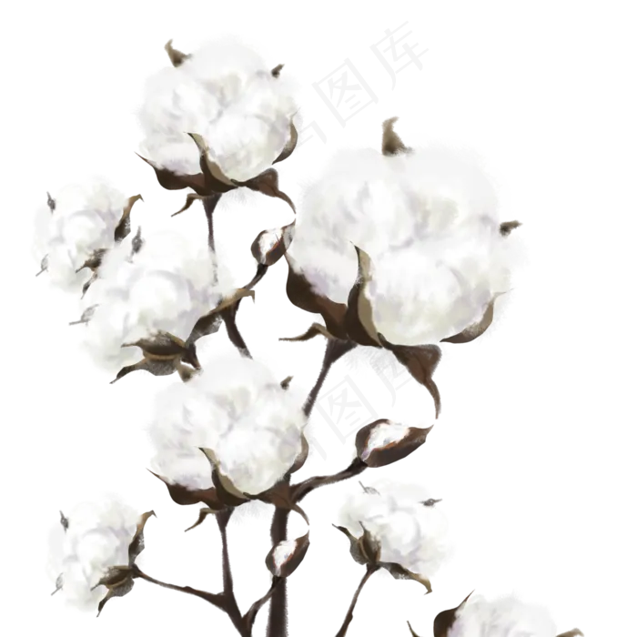 寒露成熟棉花(3545X5315(DPI:300))psd模版下载