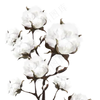 寒露成熟棉花 寒露成熟棉花