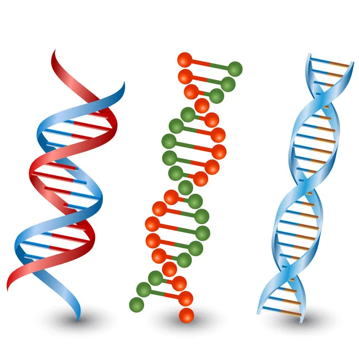 Dna 链。白色背景上的矢量