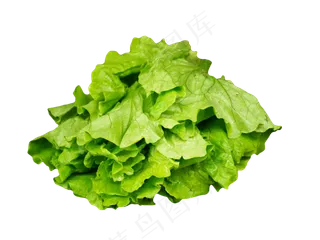 新鲜蔬菜生菜