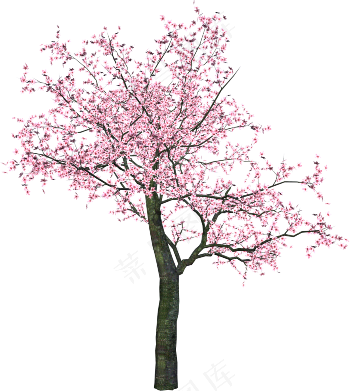 樱花开花植物免扣png